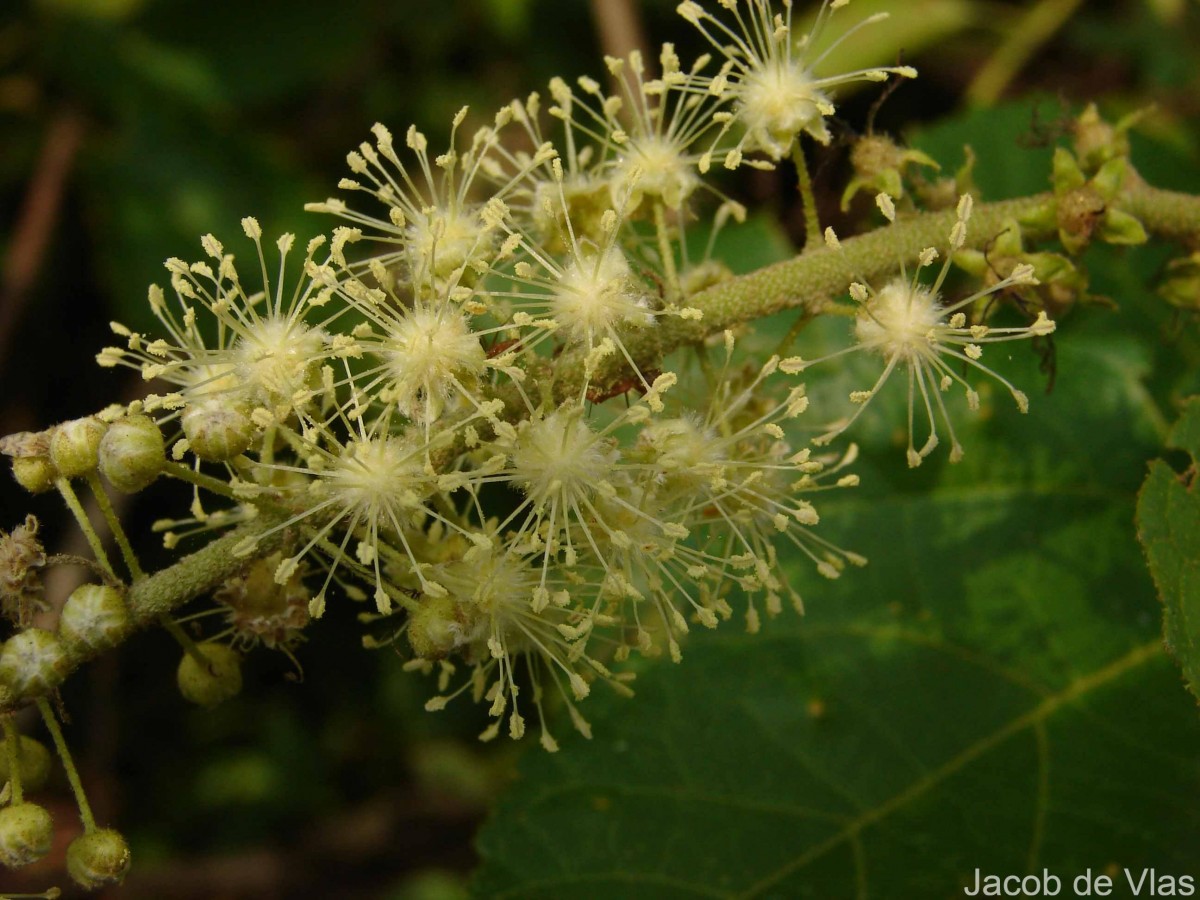 Croton caudatus Geiseler